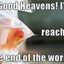Poor Goldfish
