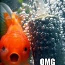Happy Goldfish