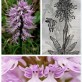 The Plant Orchis Italica
