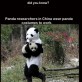 Panda Researchers