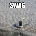Pigeon With Swag