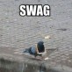 Pigeon With Swag