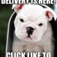 Your Cute Delivery Is Here!