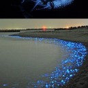 The glowing firefly squid of Toyama Japan