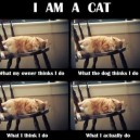 I am a Cat