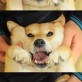 Many Faces of a Cute Dog