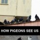 How Pigeons See Us