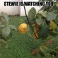 Stewie is watching you!