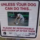 At the local dog park