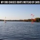 My Dog Chase Boats