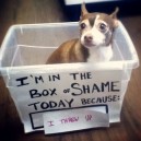 Box of Shame