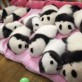 Someone told me you like a dozen baby pandas