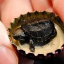 Super Tiny Turtle