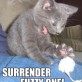 Surrender Fuzzy One!