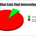 What Cats Find Interesting