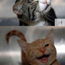 Cats as Emoticons