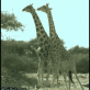 GIF – Crazy giraffe fight