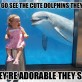 Cute dolphins