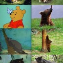 Disney animals in real life