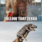Follow That Zebra!
