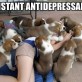 The best antidepressant