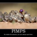 Pimps