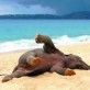 Baby elephant playing in the beach for the first time