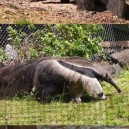 Giant anteater legs look like pandas