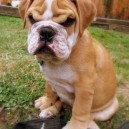 Grumpy Puppy