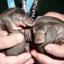 Newborn Baby Platypuses