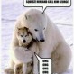 Polar bear and wolf