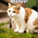 What Bird?