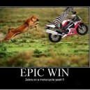 Zebra on a Motorcycle: Epic Win!