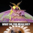 Animals That Are Fabulous