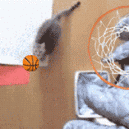 Cool GIF – Cat does a slam dunk