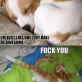 Dogs vs. Cats