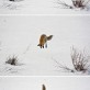 Firefox has encountered a problem