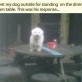 Funny Pictures Dogs