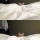 How cat people wake up