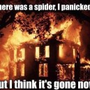 How to deal with spiders