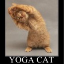 LOL – Yoga Cat