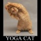 LOL – Yoga Cat