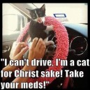 MEME – Driving cat