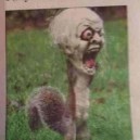 Scary Squirrel