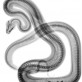 Snake X-ray