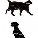 Where To Pet Your Pet