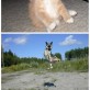 Animals doing silly things