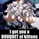 Bouquet of kittens