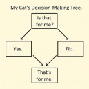 Cats Decision Making