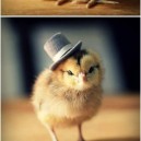 Chicks in hats